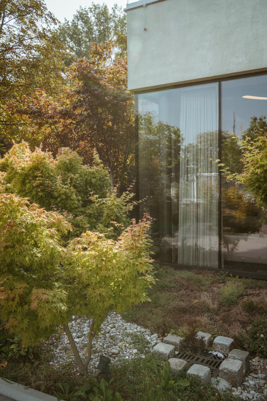 Acer palmatum (Japanischer Ahorn) wächst im Kiesgarten neben einer modernen Glasfassade; gelb-grünes Laub.