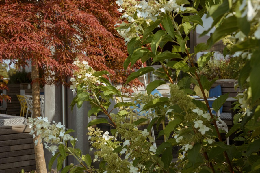 Terrasse im Garten mit Acer palmatum (rotes Laub) und Deutzia scabra (weiße Blüten); Sitzgruppe im Hintergrund.