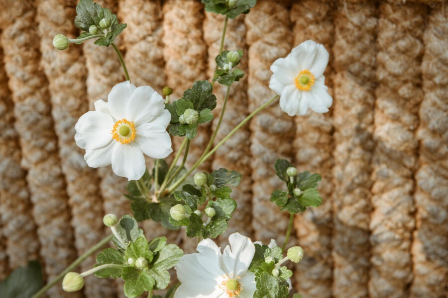 Weiße Mohnblumen (Papaver somniferum) mit gelbem Zentrum auf grünen Stängeln vor braun texturiertem Hintergrund.