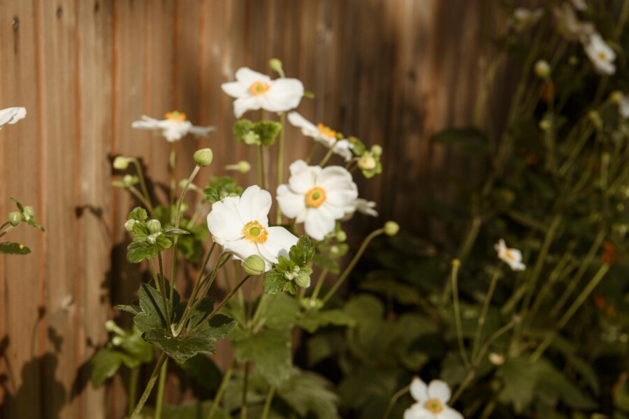 Weiße Anemone coronaria blüht vor Holzzaun; grüne Blätter, zarte Stiele.