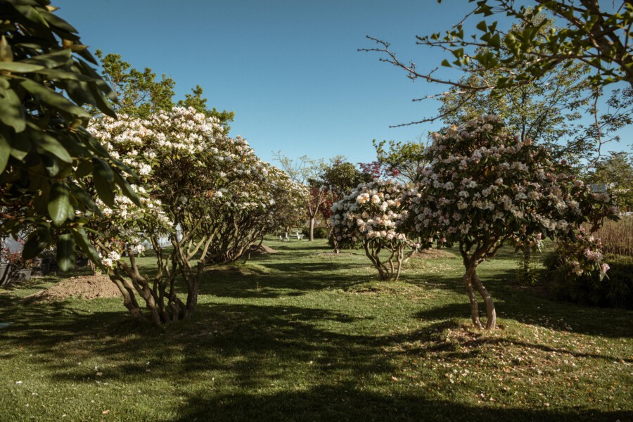 Zierkirsche (Prunus serrulata) blüht in gepflegtem Garten, grüne Rasenfläche, klarer blauer Himmel.