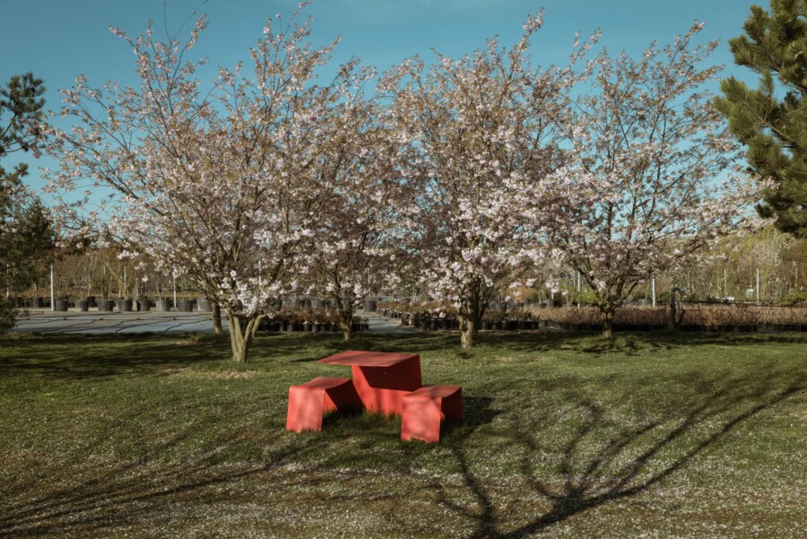 Prunus serrulata – blühende Kirschbäume in Baumschule; rote Sitzblöcke im Vordergrund, blauer Himmel.