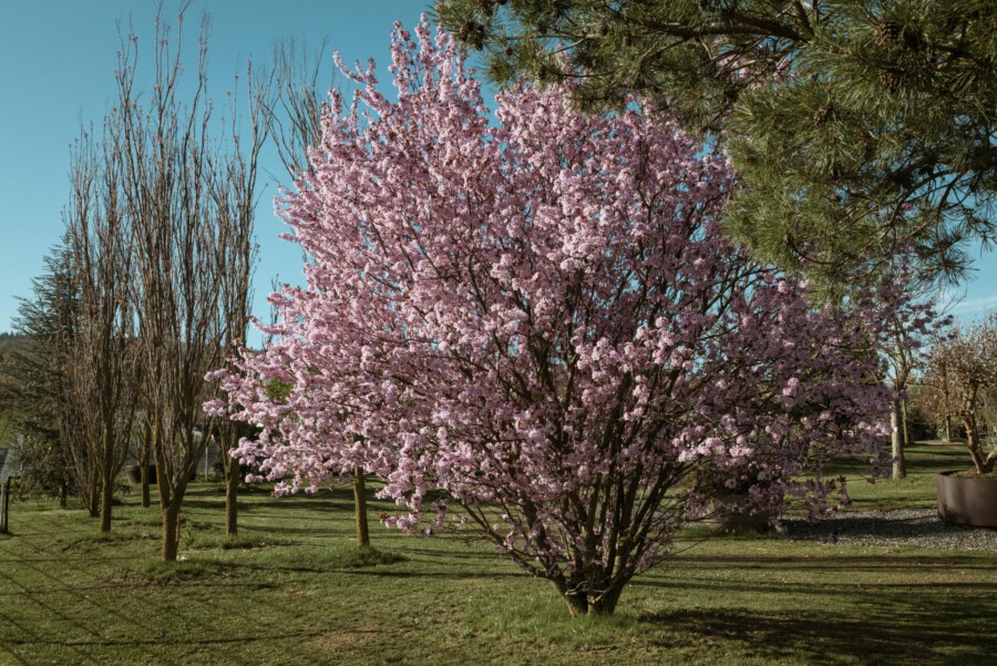 Prunus serrulata blühender Kirschbaum mit rosa Blüten; daneben Kiefer (Pinus sp.) im Park.