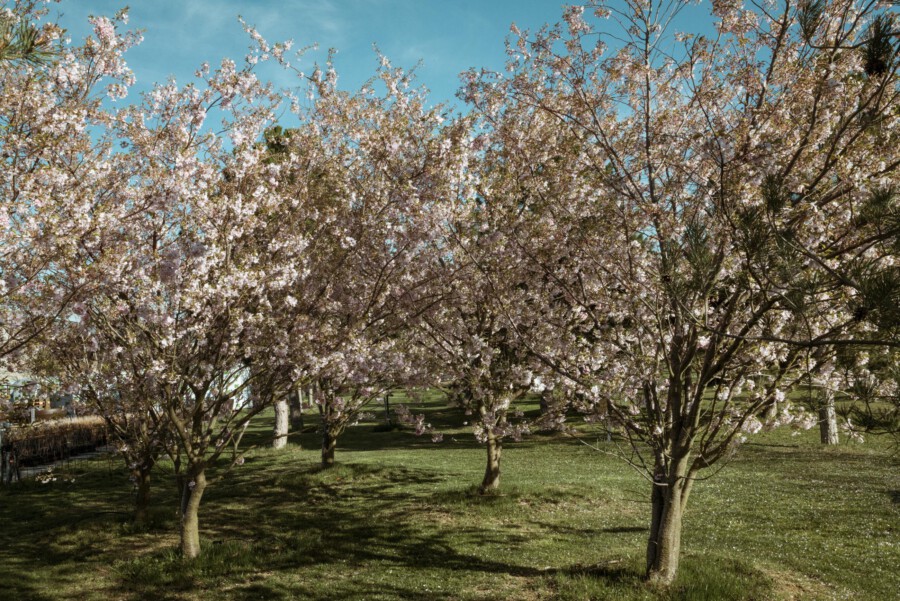 Mehrere Prunus serrulata-Bäume mit rosa Blüten im Park; grüne Wiese, blauer Himmel.