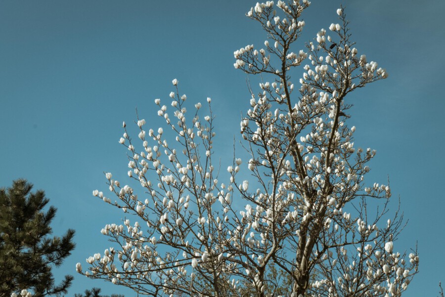 Magnolia stellata blüht; weiße Blüten an braunen Ästen vor blauem Himmel.