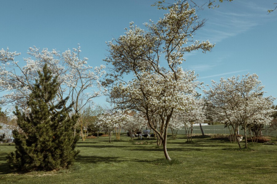 Park mit blühenden Prunus sp. Bäumen (weiße Blüten) und einer Pinus sp. Konifere im Vordergrund.