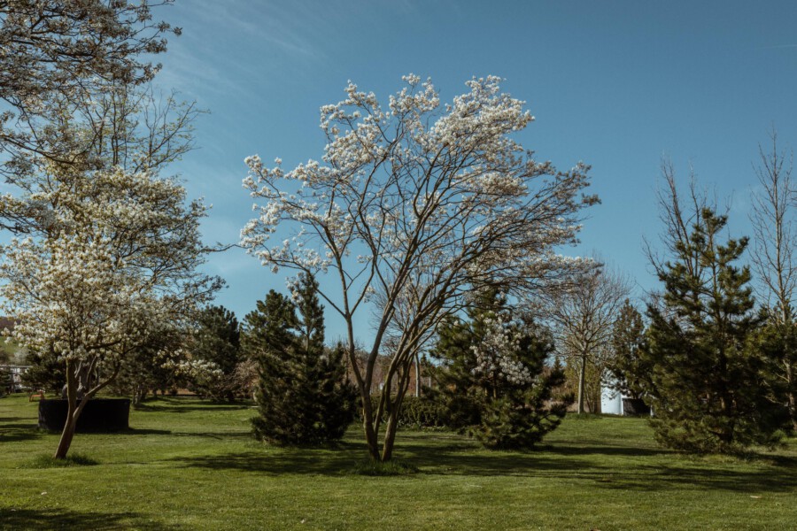 Prunus serrulata blühender Kirschbaum in Parklandschaft, weiße Blüten an Ästen, umliegende Koniferen, blauer Himmel.