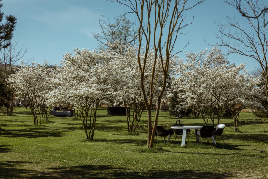 Blühende Prunus serrulata-Zierkirschen im Park; Tische und Stühle unter Bäumen auf grünem Rasen, blauer Himmel.