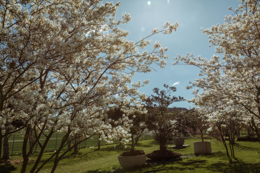 Blühende Prunus serrulata im Garten; weiße Blüten, Pflanzkübel, grüne Wiese, Zaun im Hintergrund.