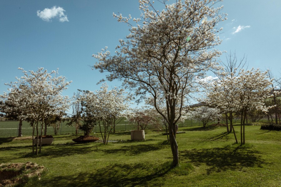 Weißblühende Kirschbäume (Prunus sp.) in einer gepflegten Gartenanlage, grüne Wiese, Zaun und Hügel im Hintergrund.