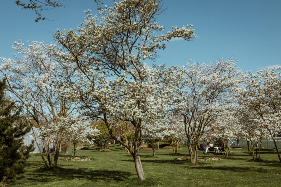 Prunus serrulata-Zierkirschen mit weißer Blüte auf grünem Rasen, Park mit Sitzgruppe, blauer Himmel