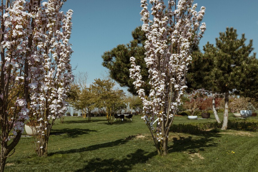 Prunus serrulata Kanzan Bäume mit rosa Blüten im Park; grüne Rasenfläche, Sitzgruppe, Pflanzkübel, blauer Himmel