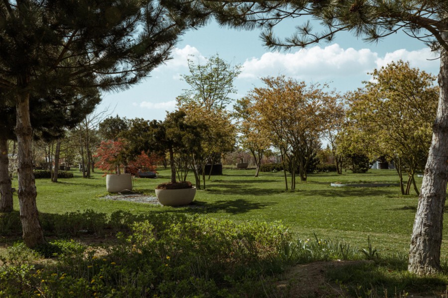 Park mit grünem Rasen; runde Pflanzkübel mit Acer sp. und rotem Laub; von Kiefern eingerahmt.