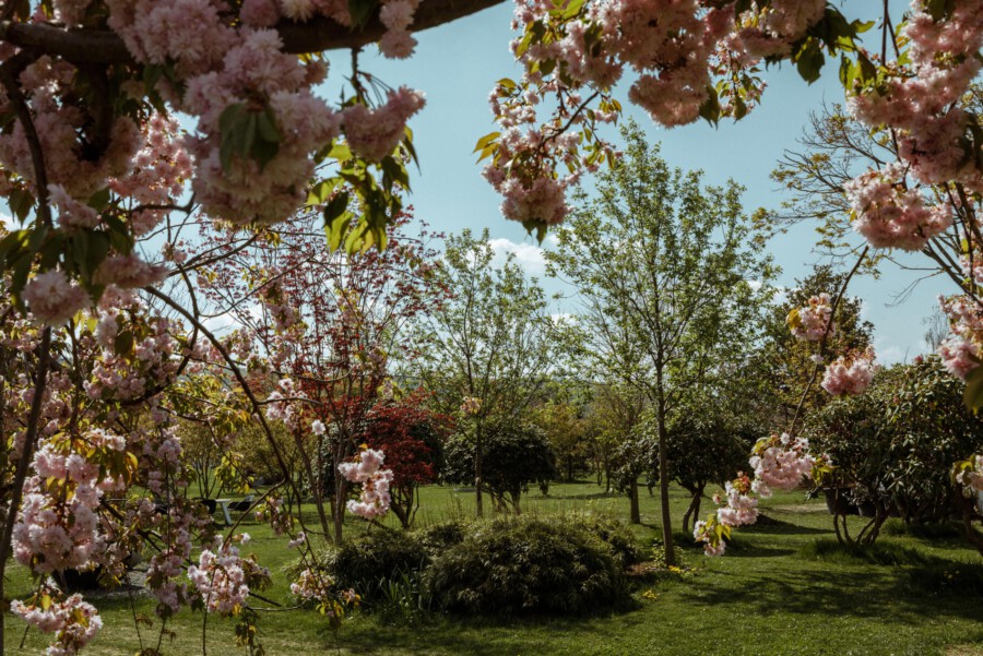 Prunus serrulata Kanzan Bäume blühen im Gartenpark; rosa Blüten, blauer Himmel.