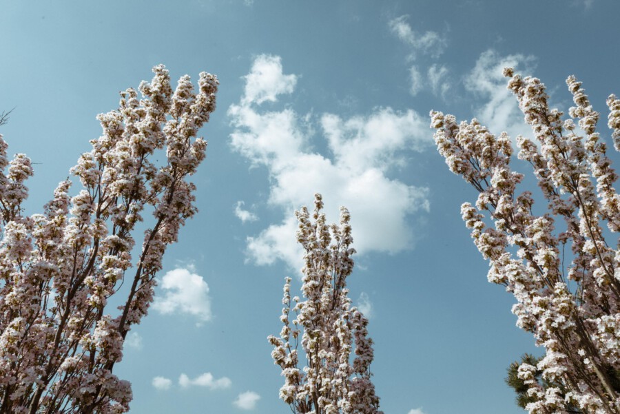 Blühende Prunus serrulata-Bäume (Sakura) mit rosa Blüten vor blauem Himmel.