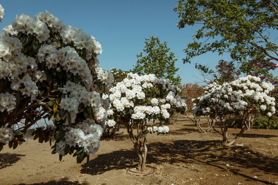 T1 A3043 kramerundkramer garten katsey