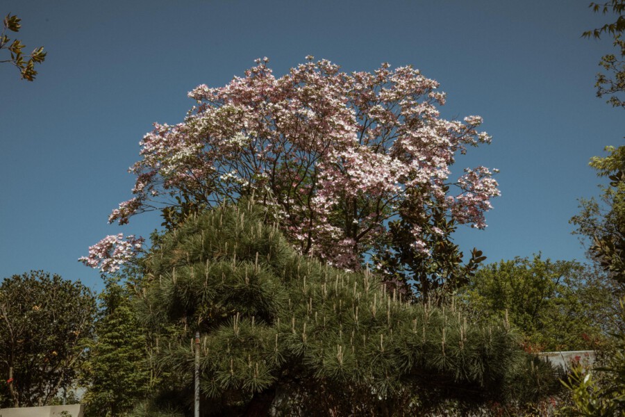Prunus serrulata in Blüte im Garten, vor Nadelgehölz, blauer Himmel.