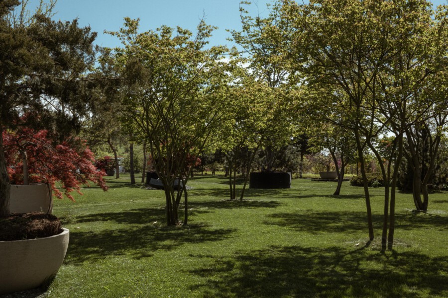 Parklandschaft mit grün belaubten Laubbäumen; vorn Cotinus coggygria in Kübeln.