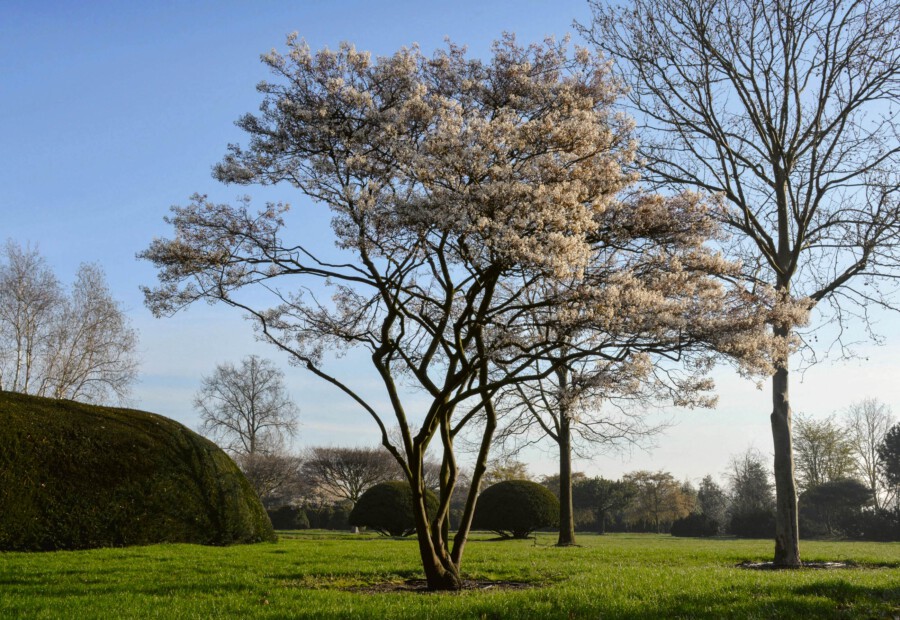 08 Amelanchier lamarckii
