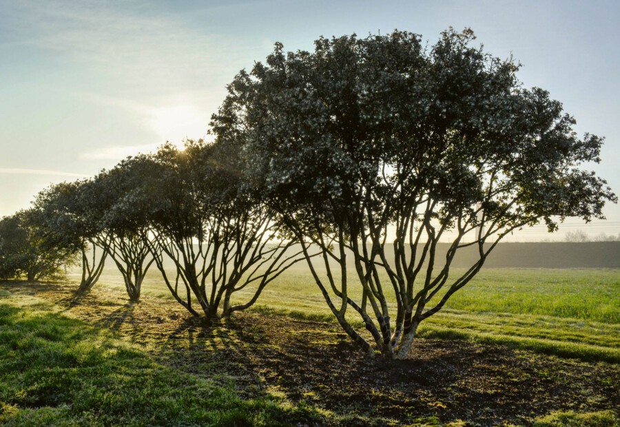 12 Osmanthus burkwoodii