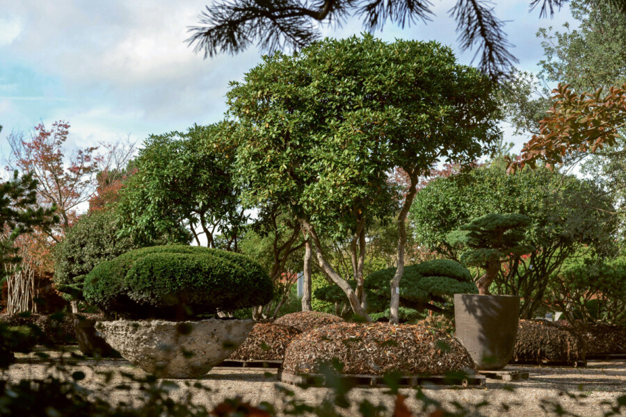 47 Taxus baccata Rhododendron Cunningham White Pinus parviflora