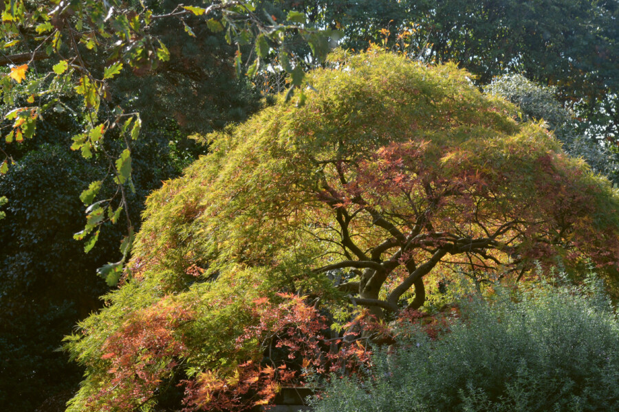 65 Acer palmatum