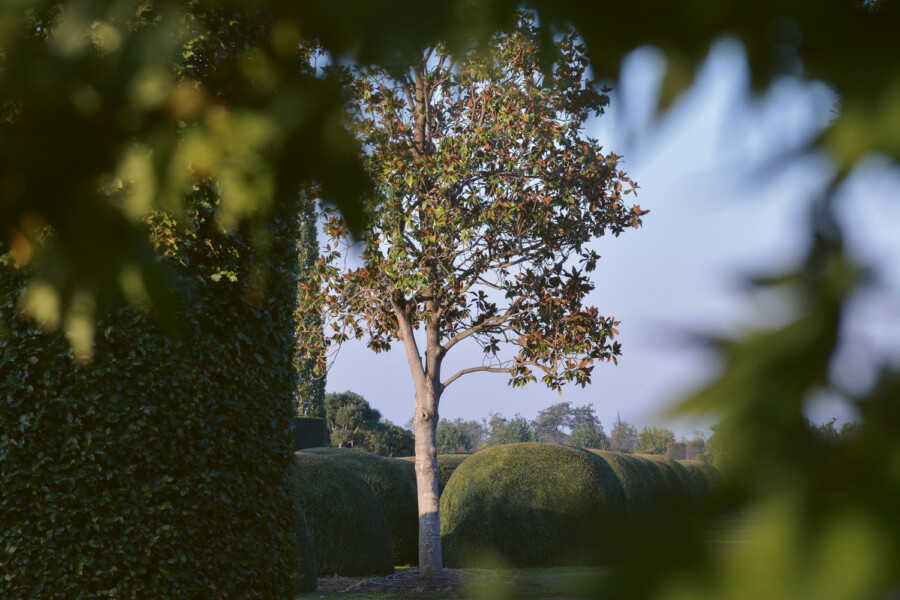 76 Magnolia grandiflora