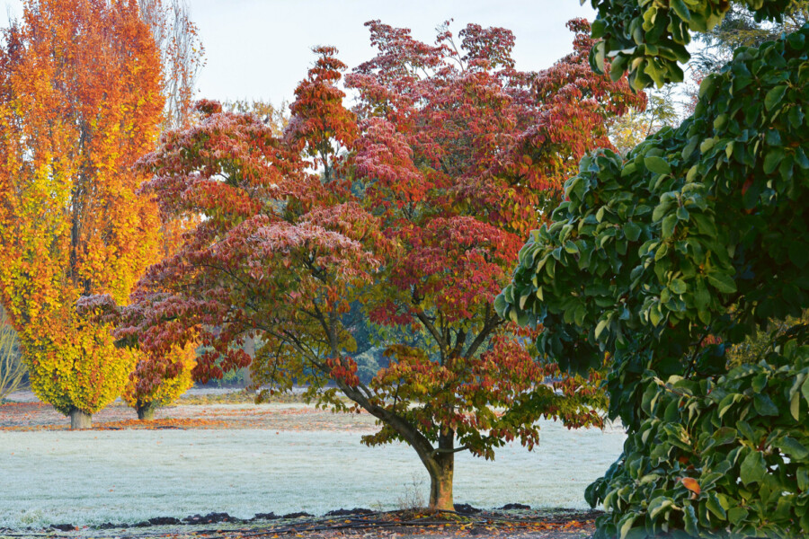 91 Cornus kousa Milky Way