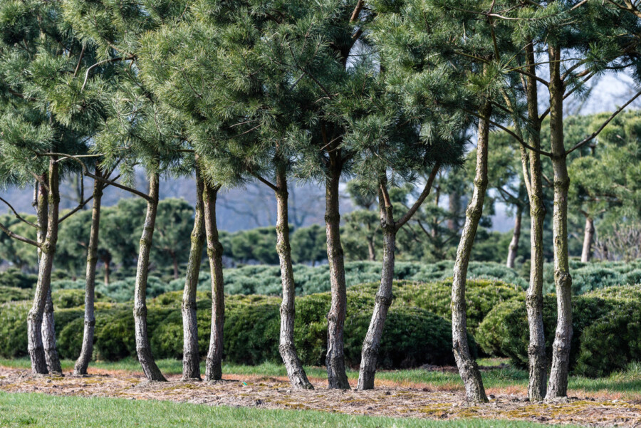 Bruns 03 15 005 8844