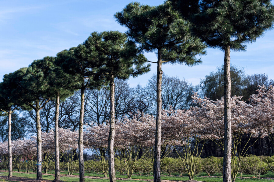 Bruns 04 15 006 0730