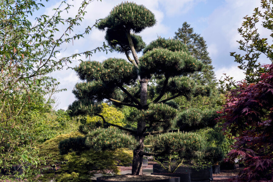 Bruns 05 15 020 3675