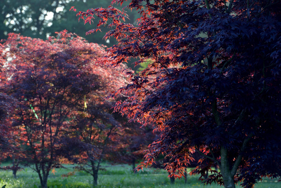 Bruns 06 15 020 4376