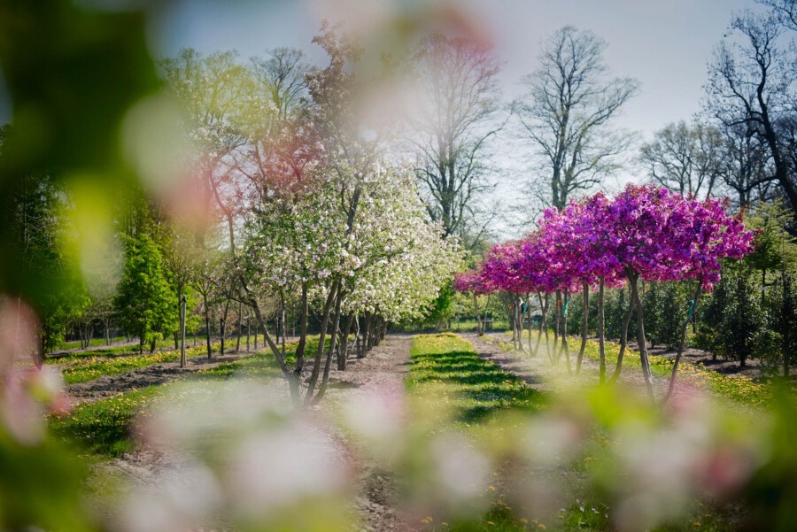 Malus schirmfoermig gezogen