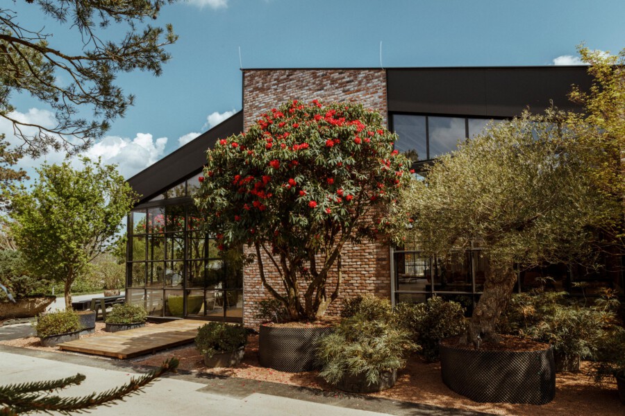 Moderne Gebäudefassade mit Glasfront; roter Rhododendron sp. im Mittelpunkt, umgeben von Grünpflanzen in großen Pflanzkübeln.