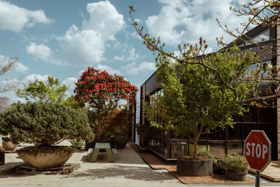 Gartenhof vor modernem Bürogebäude, roter Rhododendron (Rhododendron spp.) in Blüte, Magnolia sp. am Ast, grüne Topfpflanzen, Sitzbank