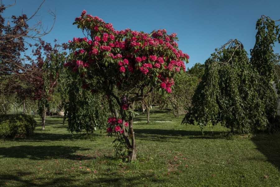 Rhododendron ponticum mit rosa Blüten im Park, grüne Blätter, blauer Himmel.