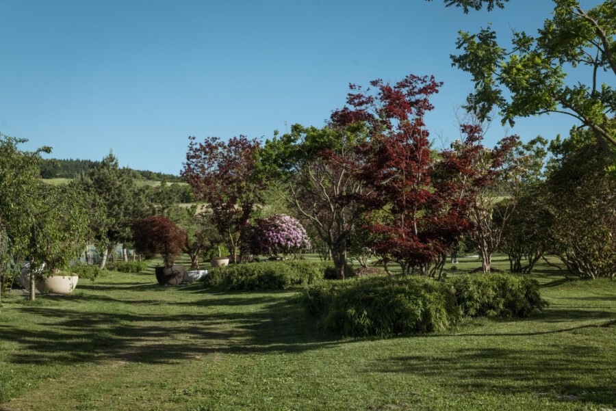Gartenlandschaft mit Acer palmatum (japanischer Ahorn) rotes Laub, Rhododendron spp. und grünem Rasen vor blauem Himmel.