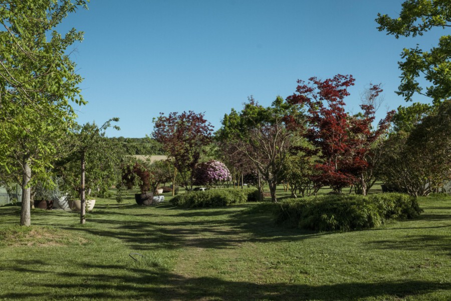 Parklandschaft mit rotlaubigem Acer sp., pink blühendem Rhododendron (Azalea) sp. und runden Sträuchern auf grünem Rasen.
