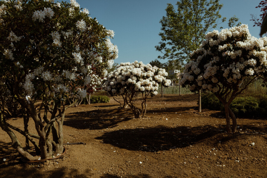 T1 A3039 kramerundkramer gartenkatsey