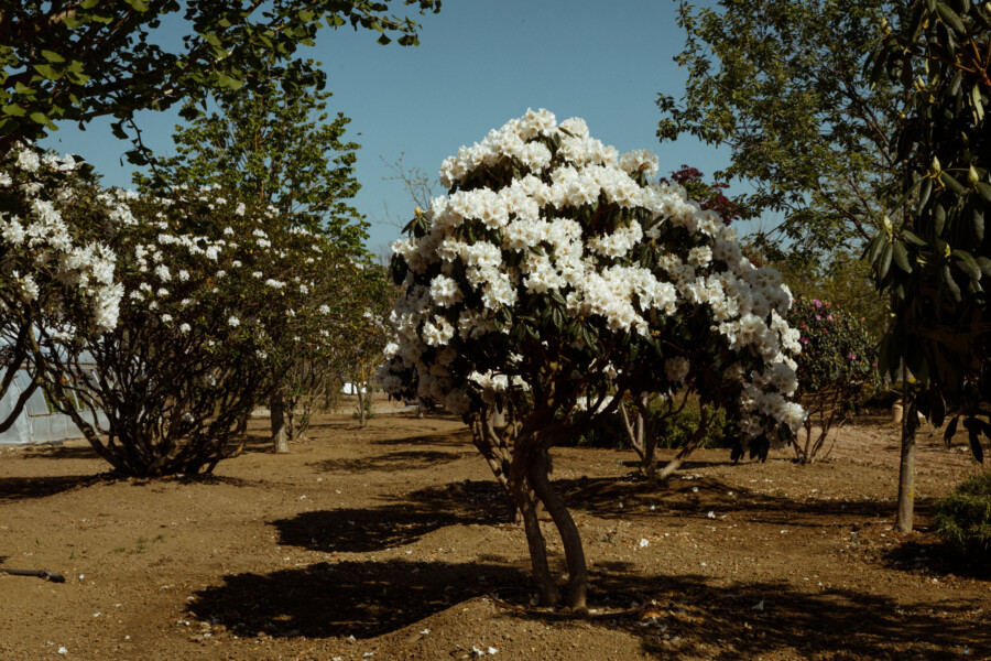 T1 A3115 kramerundkramer gartenkatsey