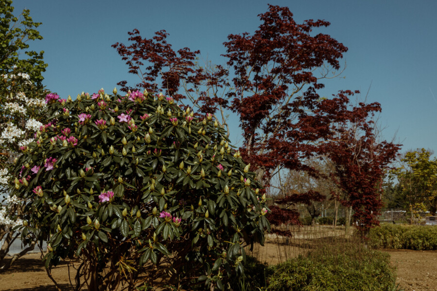 T1 A3134 kramerundkramer gartenkatsey