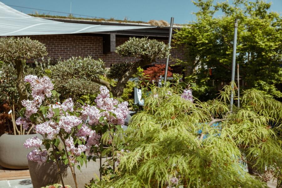 T1 A3376 kramerundkramer gartenkatsey