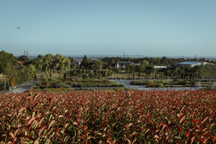 T1 A9469 kramer und kramer garten katsey
