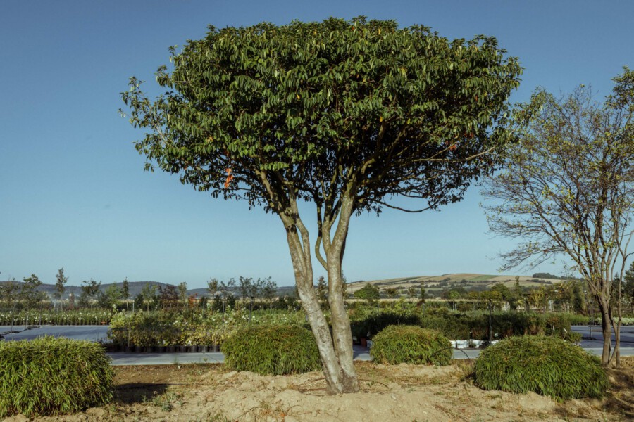 T1 A9610 kramer und kramer garten katsey