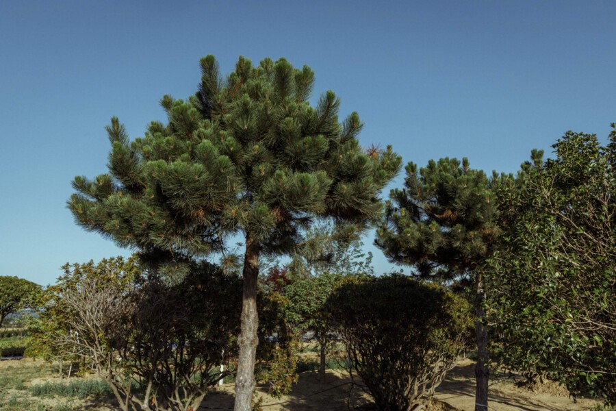 T1 A9633 kramer und kramer garten katsey