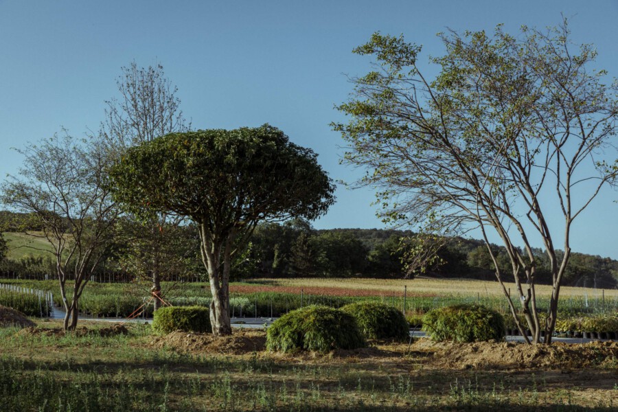 T1 A9651 kramer und kramer garten katsey