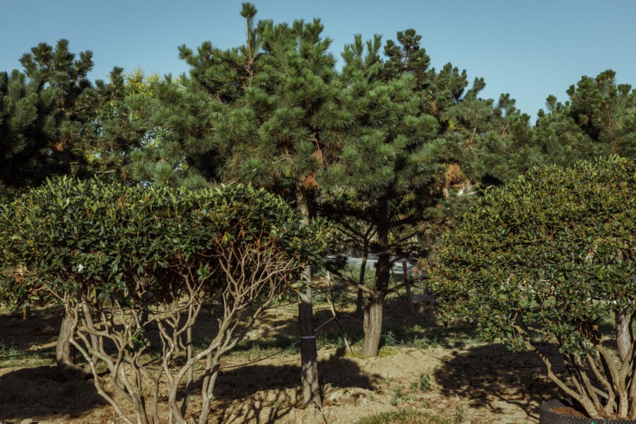 T1 A9682 kramer und kramer garten katsey