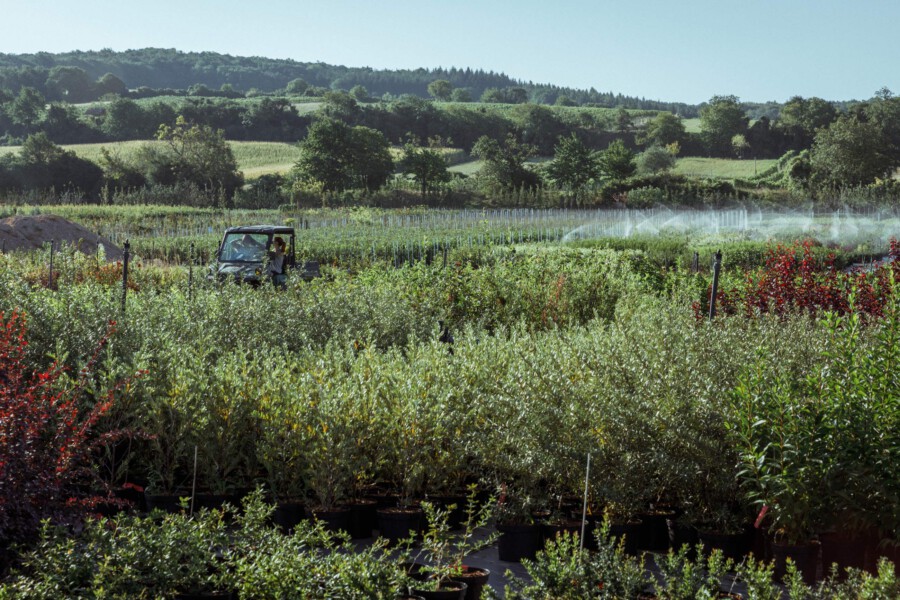 T1 A9727 kramer und kramer garten katsey