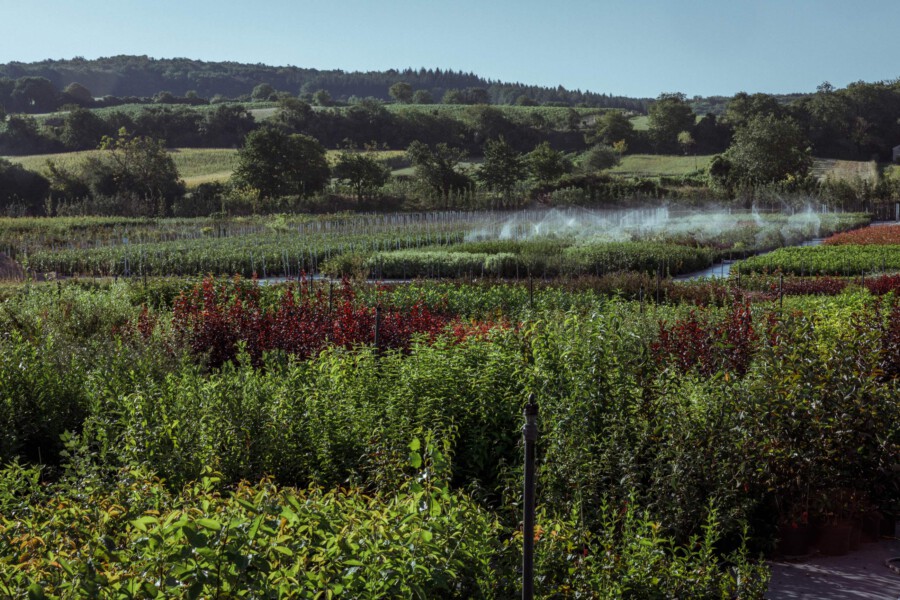 T1 A9750 kramer und kramer garten katsey