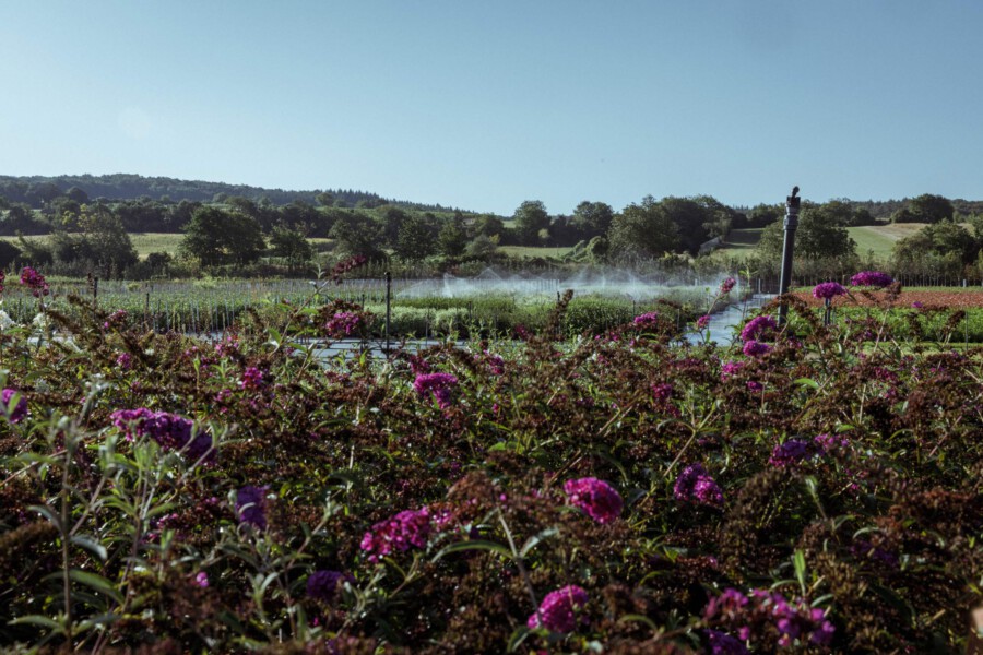 T1 A9768 kramer und kramer garten katsey